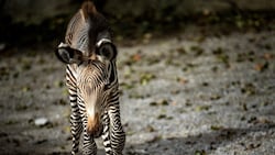 Das Grevy-Zebra nahm nur zögerlich zu. Jetzt kam aus dem Salzburger Zoo die Nachricht vom Tod des Fohlens. (Bild: Martin Strobl)