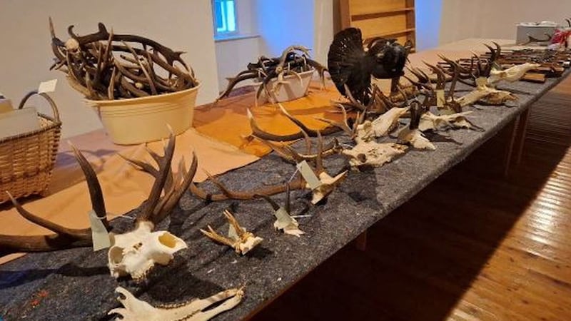 The seized hunting trophies (Bild: LPD)