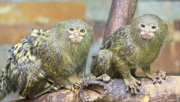 Cheeky: the tiny little monkeys (Bild: Jauschowetz Christian/Christian Jauschowetz)