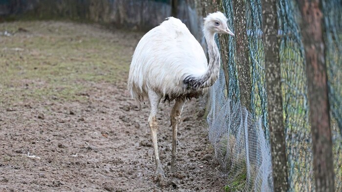 Herzzerreißend: Der Nandu „Emil“ ist sichtlich gebrochen, sucht hektisch nach seiner Gefährtin.
