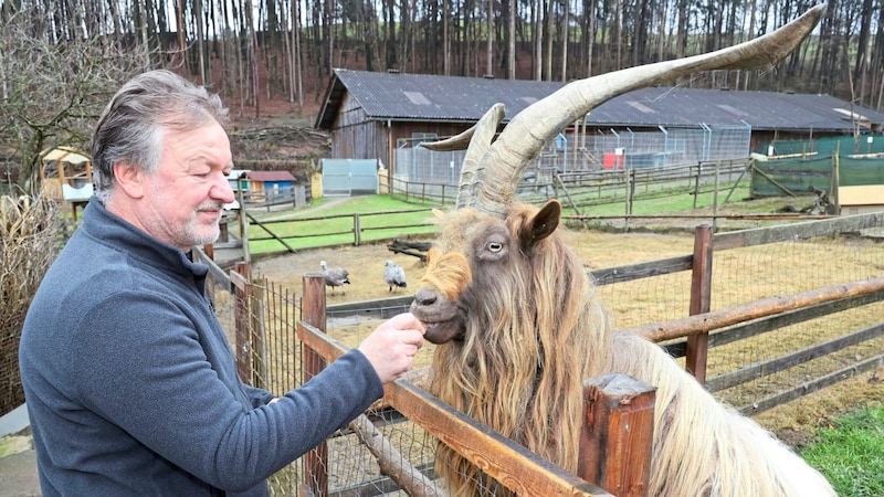 Franz Maurer, with one of his favorites, the billy goat (Bild: Jauschowetz Christian/Christian Jauschowetz)