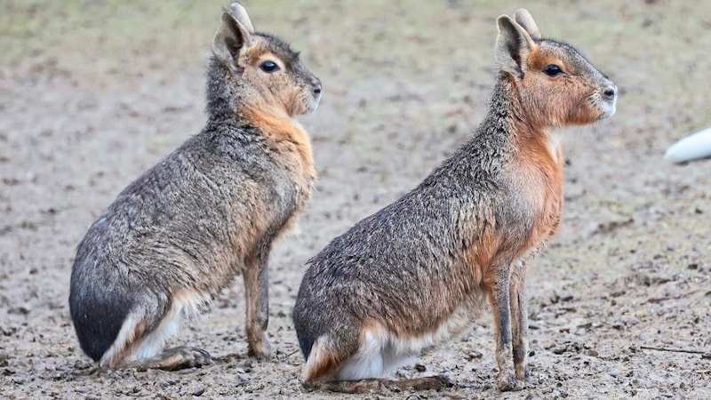 Pampas hares (Bild: Jauschowetz Christian/Christian Jauschowetz)