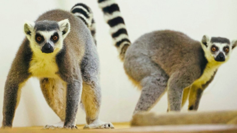 Lemurs (Bild: Jauschowetz Christian/Christian Jauschowetz)