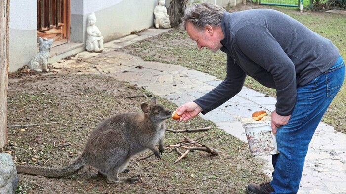 Sein von Hand aufgezogenes Känguru 