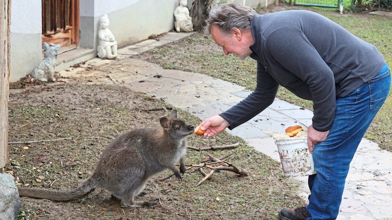 His hand-reared kangaroo (Bild: Jauschowetz Christian/Christian Jauschowetz)