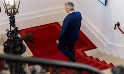 Als Kanzler die Treppen hinauf, als Karl die Treppen hinunter: Nehammer nach der Amtsübergabe am ...