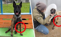 Hund „Uwe“ kurz nach seiner Ankunft in Eisenstadt (links). Die kleine Verletzung an der Rute ist ...