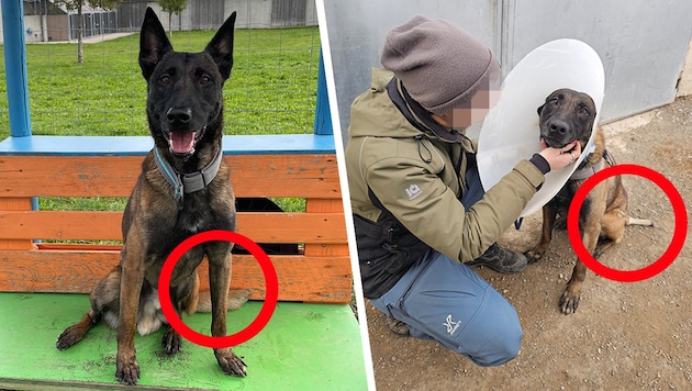 Dog "Uwe" shortly after his arrival in Eisenstadt (left). The small injury to his tail is barely visible to the naked eye. Just a few weeks later, it had to be amputated because he had gnawed himself to the bone from all the stress. Why was no countermeasures taken? (Bild: Krone KREATIV/links Tierschutzhaus (Sonnenhof), rechts privat) Dog "Uwe" shortly after his arrival in Eisenstadt (left). The small injury to his tail is barely visible to the naked eye. Just a few weeks later, it had to be amputated because he had gnawed himself to the bone from all the stress. Why was no countermeasures taken? (Bild: Krone KREATIV/links Tierschutzhaus (Sonnenhof), rechts privat)