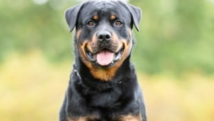 In Kirchberg ob der Donau biss ein Rottweiler (wie am Symbolbild) zu Neujahr ein siebenjähriges Mädchen krankenhausreif. (Bild: Dyrefotografi.dk - stock.adobe.c)