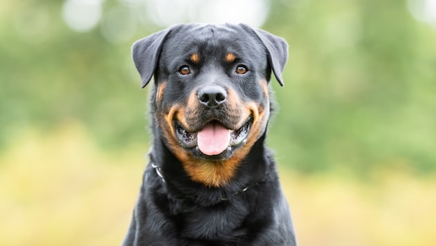 In Kirchberg ob der Donau biss ein Rottweiler (wie am Symbolbild) zu Neujahr ein siebenjähriges Mädchen krankenhausreif. (Bild: Dyrefotografi.dk - stock.adobe.c)