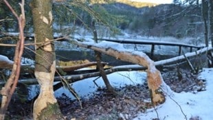 Der Biber ist im und am Ufer des Taferlklaussees sehr aktiv. Die angenagten Bäume sorgen für Probleme. (Bild: Hörmandinger)