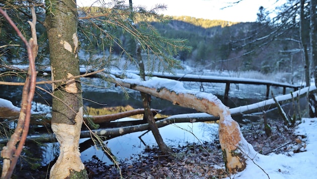 Der Biber ist im und am Ufer des Taferlklaussees sehr aktiv. Die angenagten Bäume sorgen für Probleme. (Bild: Hörmandinger)