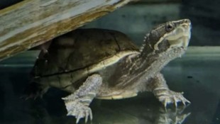 60 Jahre wird diese Schildkröte alt – die neue Unterkunft musste daher besonders sorgfältig gewählt werden. (Bild: RSPCA)