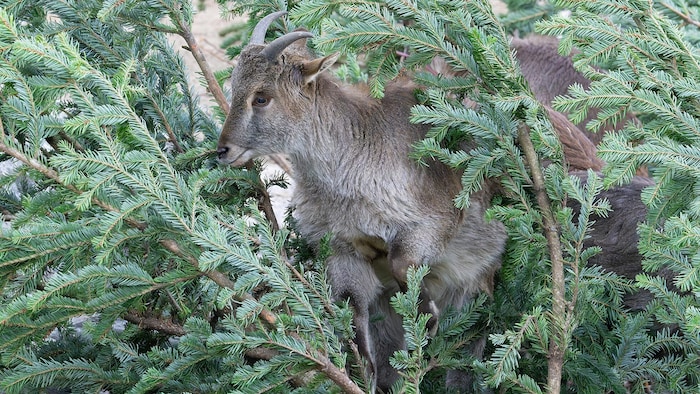 Die Tahr-Herde zählt 25 Tiere.