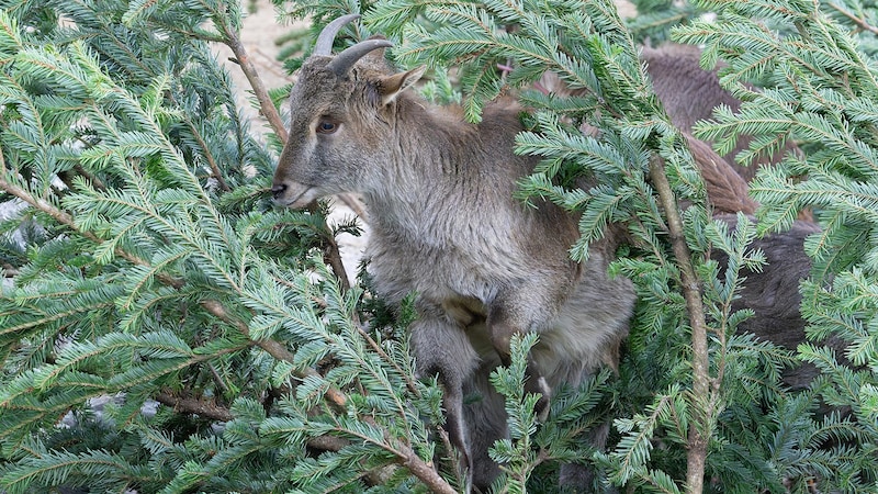 Die Tahr-Herde zählt 25 Tiere. (Bild: APA/Tiergarten Schönbrunn/Daniel Zupanc)