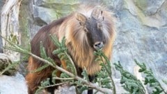 Ein Himalaya Tahr mit seiner Mahlzeit (Bild: APA/Tiergarten Schönbrunn/Daniel Zupanc)