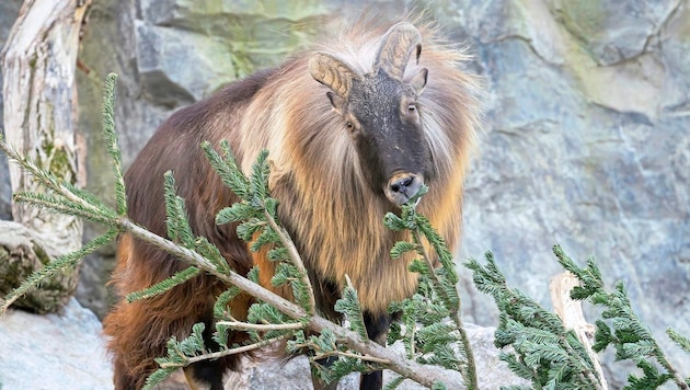 Ein Himalaya Tahr mit seiner Mahlzeit (Bild: APA/Tiergarten Schönbrunn/Daniel Zupanc)