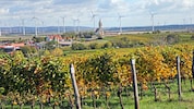 Genuss ohne Konsequenzen: Heimische Winzer gehen mit der Zeit.