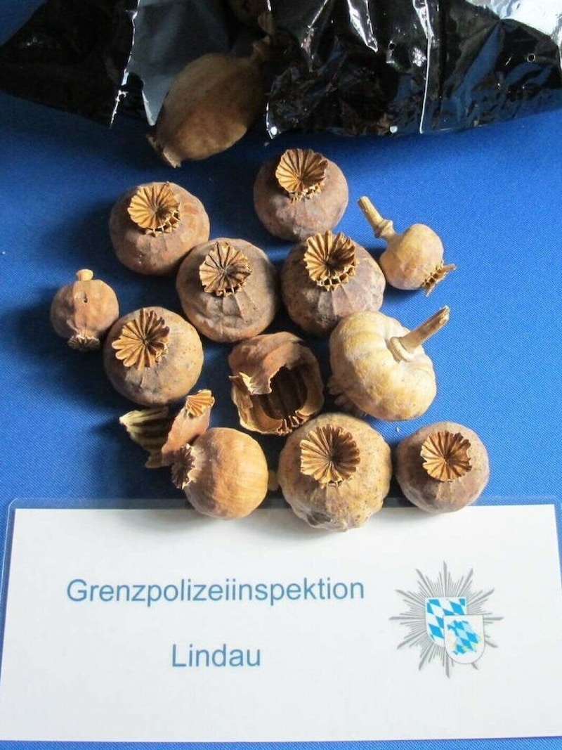 The opium poppy seized. (Bild: Polizei Lindau)