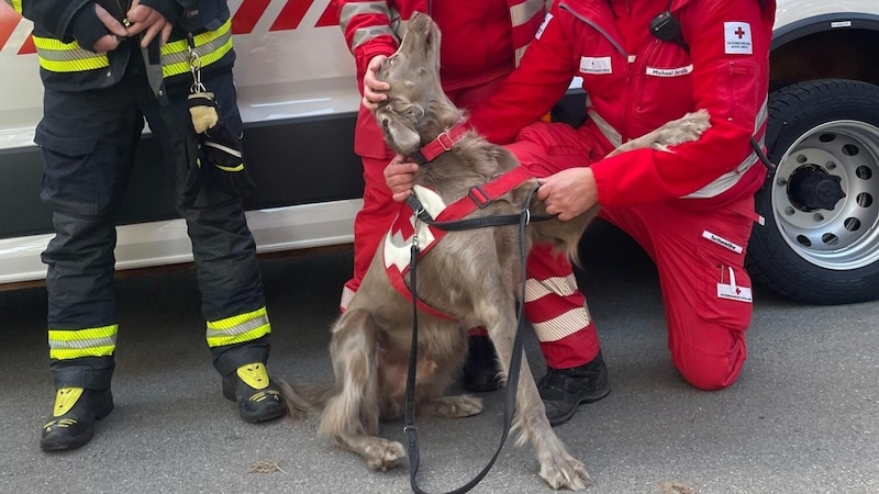 Samstagmittag kam die erlösende Nachricht: Rotkreuz-Suchhund „Faunus“ spürte die vermisste Person in einem Waldstück in der Nähe des Pflegeheims auf. (Bild: Rotes Kreuz NÖ)