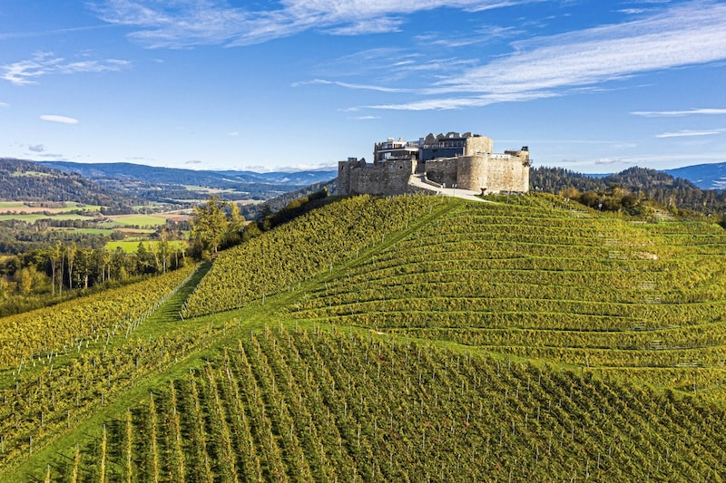 Das Weinbaugebiet Taggen- brunn von Alfred Riedl ist ein Vorzeige-Rebenland und das größte Weingut in Kärnten. (Bild: Franz Gerdl)