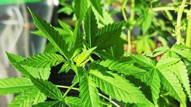 Tiroler vor Gericht - 50 Kilo Cannabis am Dachboden: Haftstrafe
