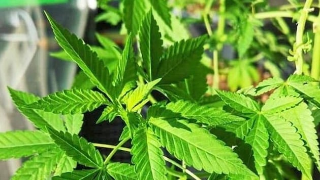 Der Geruch verriet einen Cannabis-Züchter. (Bild: Cannabis)