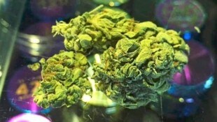 Cannabis