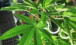 Einer der Lenker hatte vor der Autofahrt Cannabis und Amphetamin konsumiert.
