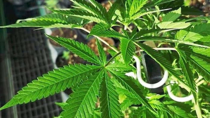 Wie geht man mit Cannabis um?