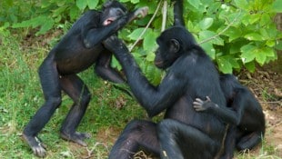 Die Affen waren zum Zeitpunkt der Landung in den Innenräumen der Tierpark-Anlage eingeschlossen. (Symbolbild) (Bild: stock.adobe.com/Marie - stock.adobe.com)