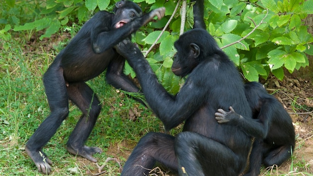 Die Affen waren zum Zeitpunkt der Landung in den Innenräumen der Tierpark-Anlage eingeschlossen. (Symbolbild) (Bild: stock.adobe.com/Marie - stock.adobe.com)