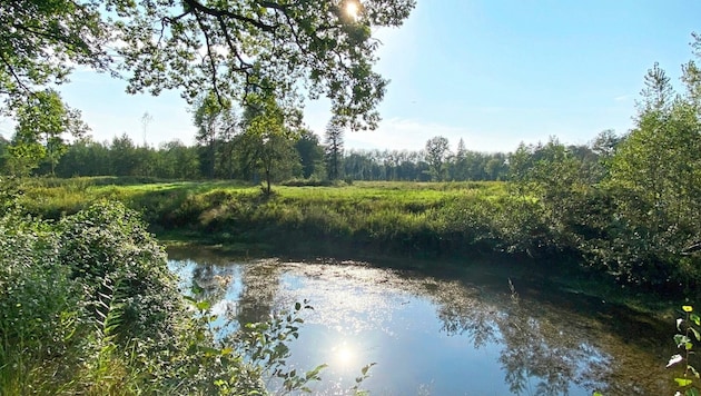 Das Land kaufte die 127 Hektar der Weitwörther Au um 7,5 Millionen Euro. (Bild: Land Salzburg)