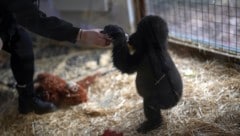 Kein Grund zur Traurigkeit mehr: Das fünf Monate alte Gorilla-Baby „Zeytin“ ist mittlerweile putzmunter. (Bild: ASSOCIATED PRESS)