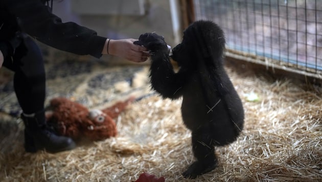 No more reason to be sad: five-month-old baby gorilla "Zeytin" is now full of beans. (Bild: ASSOCIATED PRESS)