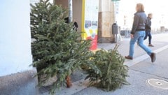 In Innsbruck werden jedes Jahr rund 12.000 Christbäume von der IKB abgeholt. (Bild: Birbaumer Christof/Krone KREATIV)