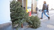 In Innsbruck werden jedes Jahr rund 12.000 Christbäume von der IKB abgeholt.
