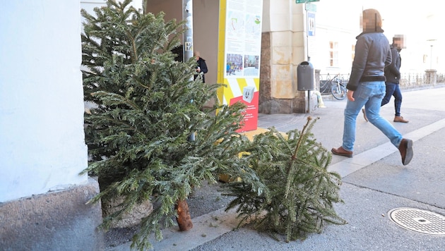 In Innsbruck, around 12,000 Christmas trees are collected by IKB every year. (Bild: Birbaumer Christof/Krone KREATIV)