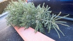 Ein Baum, wie dieser, wurde auf dem E-Scooter transportiert. (Symbolbild)