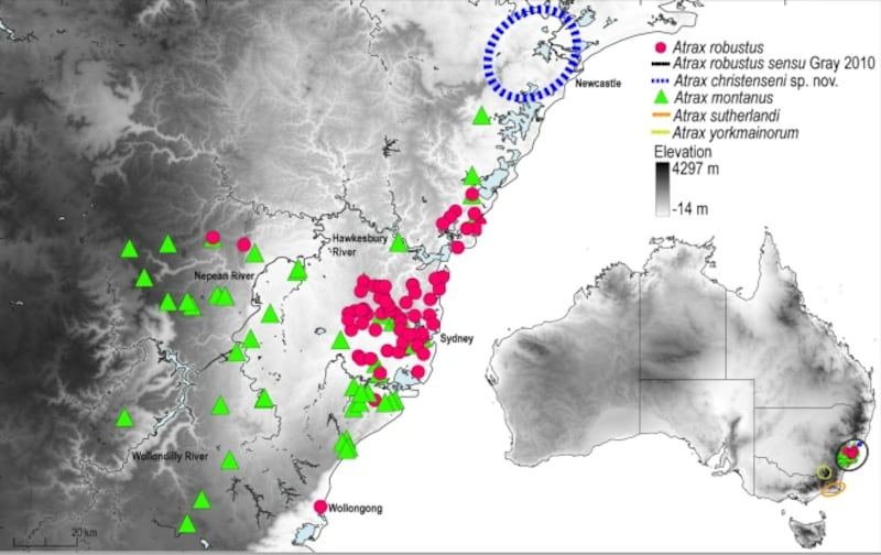 Das Verbreitungsgebiet von  „Atrax robustus“ (rot), „Atrax montanus“ (grün) und „Atrax christenseni“ (blau). (Bild: biomedcentral.com, Krone KREATIV)