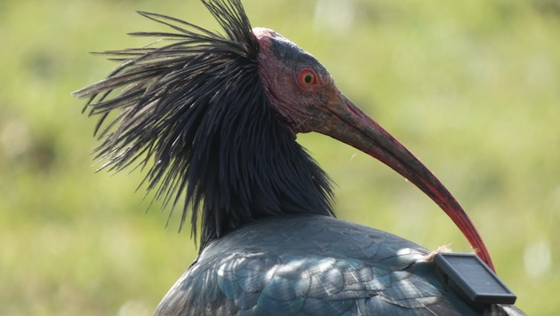 Northern Bald Ibis Puck - hatched in Kuchl, shot down in Italy (Bild: Waldrappteam)