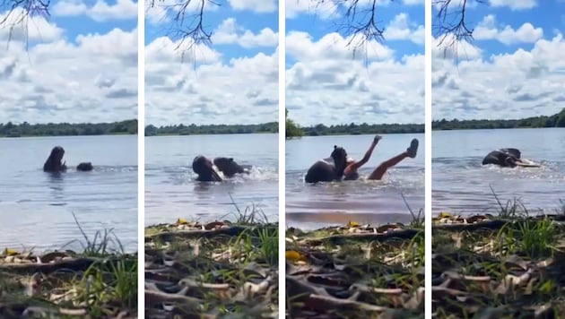 A private cell phone video from the north of Colombia shows this bizarre incident: Suddenly, the head of a capybara pops out of the water. A young woman is startled. The rodent then takes a bite. (Bild: Krone KREATIV/TikTok/franjul77_)