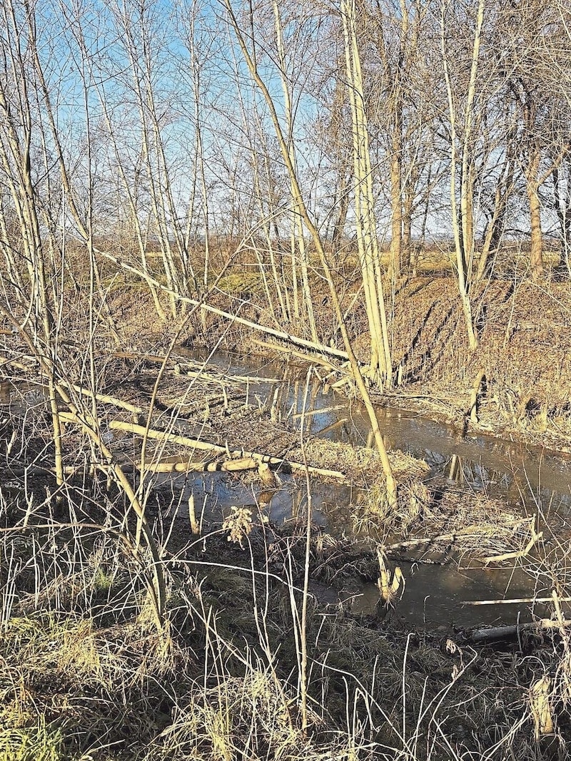 In Oberwart, the beaver dams have to be lowered every few weeks. (Bild: Carina Fenz)