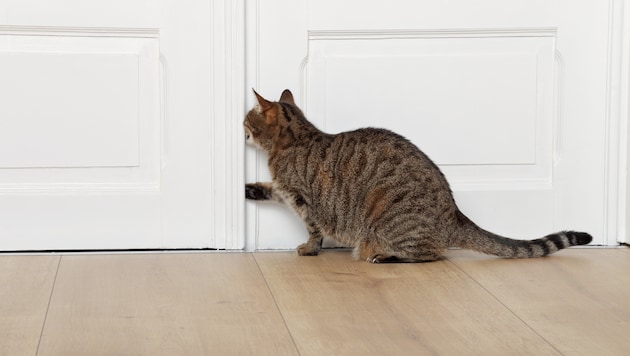 Tagelang muss die Katze bei der Tür gewartet haben, bis jemand nachhause kommt. (Bild: stock.adobe.com/mariesacha – stock.adobe.com)