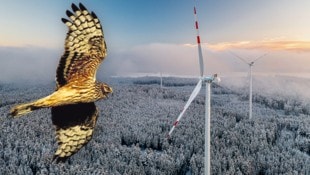 Die Kornweihe, ein rarer Greifvogel, stoppt den Windkraft-Ausbau. (Bild: Krone KREATIV/WEB Windenergie/Benjamin Wald Wikimedia/Kositoes)