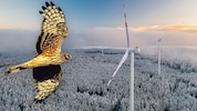 Die Kornweihe, ein rarer Greifvogel, stoppt den Windkraft-Ausbau.