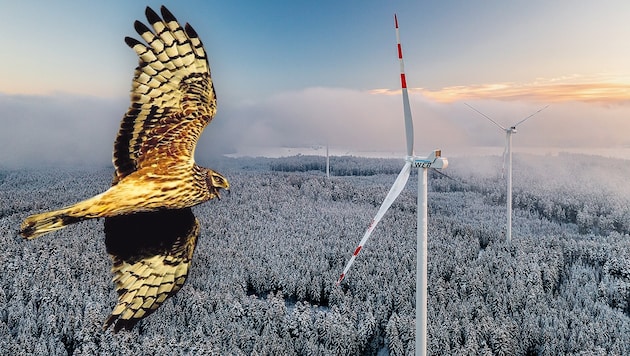 Die Kornweihe, ein rarer Greifvogel, stoppt den Windkraft-Ausbau. (Bild: Krone KREATIV/WEB Windenergie/Benjamin Wald Wikimedia/Kositoes)