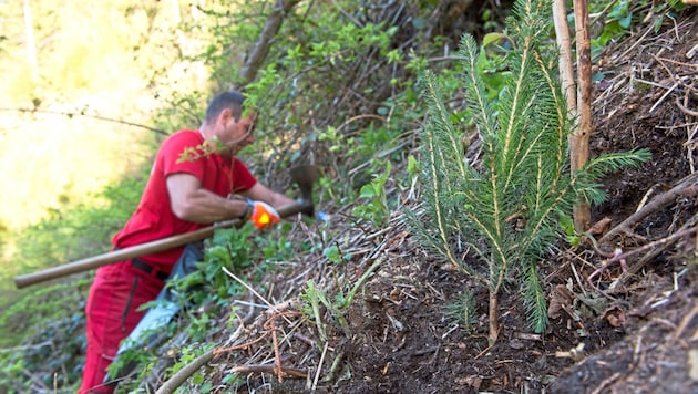 According to experts, spruce as a "bread and butter tree" for foresters only has a future at higher altitudes in Styria. (Bild: ÖBf/Wolfgang Simlinger)