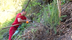 Die Fichte als „Brotbaum“ der Forstwirte hat in der Steiermark laut Experten nur in höheren Lagen Zukunft. (Bild: ÖBf/Wolfgang Simlinger)