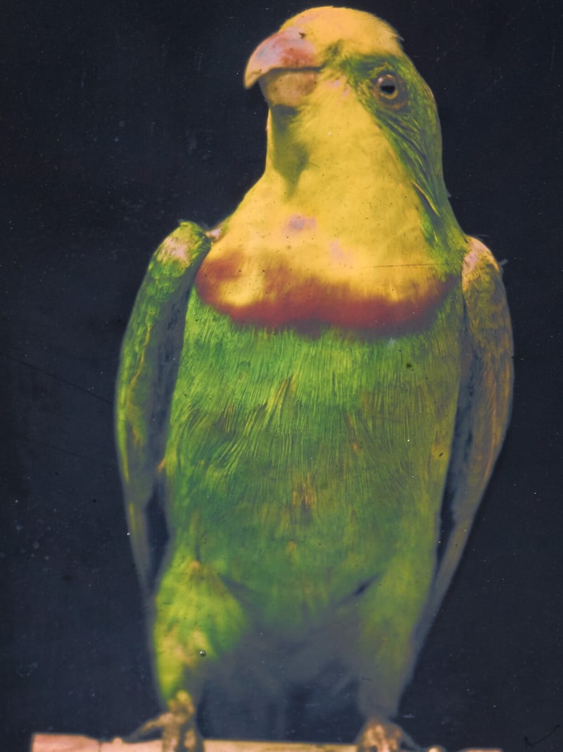 Richard Neuhauss, Parrot, 1899, 8.3 cm x 6.4 cm, interference color photograph (Bild: Dauerleihgabe der Höheren Graphischen Bundes-Lehr- und Versuchsanstalt © Foto: ALBERTINA, Wien)